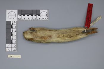 Media type: image;   Mammalogy 2662 Description: Specimen photo;  Aspect: ventral